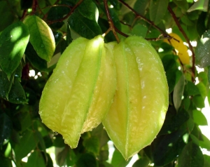 杨桃